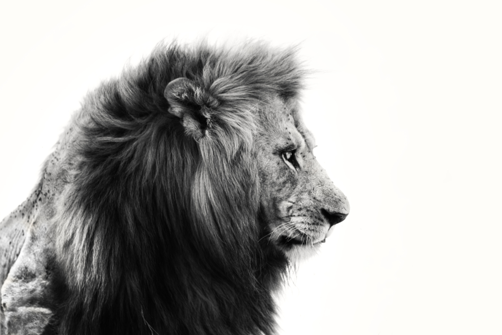 side profile of lion